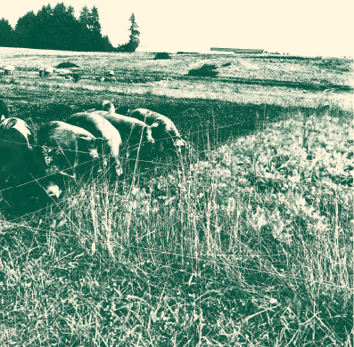 green and white photo of pigs on a farm